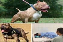 Thấy gì từ loạt vụ “chó cưng” pitbull cắn chết người?