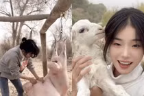 Cô gái trở thành sao mạng nhờ clip mổ thịt cừu