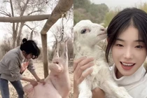 Cô gái trở thành sao mạng nhờ clip mổ thịt cừu