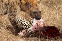 Clip: Những khoảnh khắc săn mồi kinh hoàng của linh cẩu 