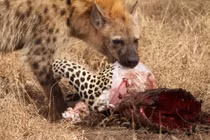 Clip: Những khoảnh khắc săn mồi kinh hoàng của linh cẩu 