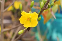 Tết thật nhạt nhẽo từ khi con không còn đủ cả bố lẫn mẹ