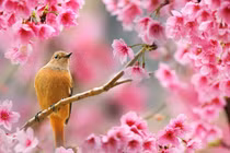 Tháng 12 Âm lịch, 3 con giáp gặp quý nhân, tiền tài tăng nhanh