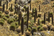 Chiêm ngưỡng khu vườn của các 'khóm dứa khổng lồ' chỉ ra hoa 1 lần duy nhất 