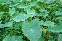 Cây dại mọc khắp ao hồ nay hóa “mỏ vàng”, bán 300.000/kg 