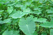 Cây dại mọc khắp ao hồ nay hóa “mỏ vàng”, bán 300.000/kg 