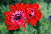 Ai sinh ngày Âm lịch này tài vận hanh thông, năm 2022 thăng quan