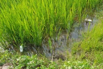 Hải Dương: Dùng điện bẫy chuột, tá hỏa phát hiện người tử vong