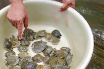 Nuôi loài cua lạ trong ao nhà mỗi năm lãi hàng trăm triệu