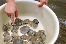 Nuôi loài cua lạ trong ao nhà mỗi năm lãi hàng trăm triệu