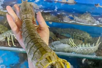 Bề bề chúa khổng lồ, cá lạ kêu eng éc giá cao vẫn đắt khách