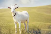 Thần Phật che chở: 4 tuổi có căn phú quý, hóa hung thành cát