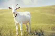 Thần Phật che chở: 4 tuổi có căn phú quý, hóa hung thành cát