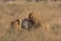 Clip: Trổ tài mai phục, bầy sư tử tóm gọn ngựa vằn 