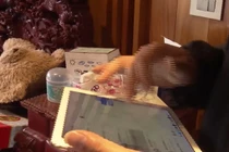 Núp bóng công ty nước sạch, đường dây cờ bạc 10.000 tỷ hoạt động thế nào?