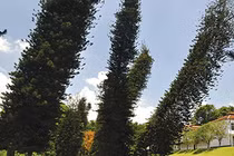 Bí ẩn loài cây luôn nghiêng về xích đạo dù trồng ở bán cầu nào