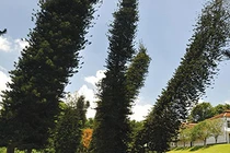 Bí ẩn loài cây luôn nghiêng về xích đạo dù trồng ở bán cầu nào