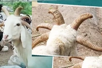 Kỳ lạ chú cừu xinh đẹp có 5 sừng