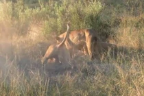 Sư tử đào hang để săn lợn rừng 
