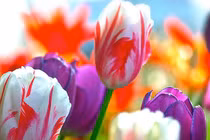 Cuối tháng 3 Âm lịch, 3 con giáp trúng đại vận, hưởng trọn phú quý