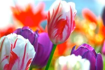 Cuối tháng 3 Âm lịch, 3 con giáp trúng đại vận, hưởng trọn phú quý