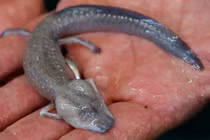 Kỳ nhông mù Blanco, cá mèo 'béo phì' Colombia có thể chưa tuyệt chủng