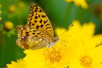 Người sinh giờ này dám nghĩ dám làm, may mắn, gặp dữ hóa lành