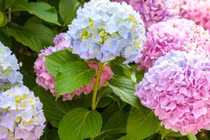 Sinh ngày Âm lịch kết thúc bằng số này, về già hưởng nhiều phước