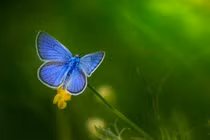 4 con giáp không còn thấy cô đơn trong mùa thu này