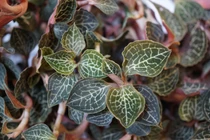 Cây bị đồn thổi siêu thần dược, tiền triệu khó mua