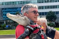 Kỳ lạ du khách ôm ấp, vuốt ve con cá sấu dạo chơi trong công viên