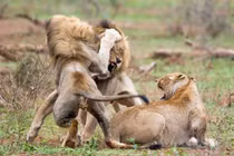 Video: 2 con sư tử đực hỗn chiến giành sư tử cái 