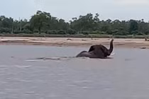 Video: Cá sấu cắn đuôi, tấn công voi rừng trên sông và cái kết 