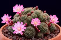 Cổ nhân dạy muốn người khỏe mạnh tránh trồng 3 loại cây cảnh này