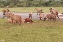 Video: Kịch tính đàn linh cẩu tìm cách cướp mồi của sư tử