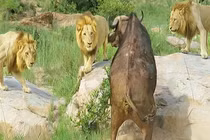 Video: Liên quân 3 con sư tử đực vây bắt trâu rừng châu Phi