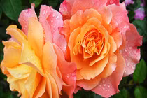 Trẻ có giờ sinh này, nhỏ thì mạnh mẽ, lớn lên tài năng