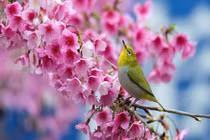 Năm Quý Mão tràn đầy năng lượng, 4 con giáp có thể thăng chức