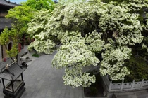 Ngắm cây cổ thụ đẹp nhất TQ, gần 900 tuổi vẫn ra hoa trắng muốt