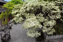 Ngắm cây cổ thụ đẹp nhất TQ, gần 900 tuổi vẫn ra hoa trắng muốt