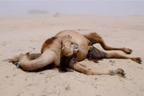 Tại sao phải cẩn thận với xác lạc đà trong sa mạc? 