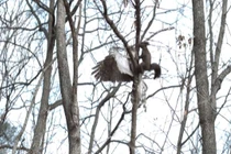 Video: Ngỡ ngàng pha săn mồi tuyệt đỉnh của diều hâu