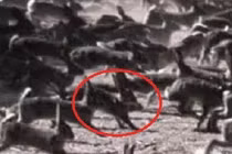 Mang về 24 con vật lạ người đàn ông gây thảm họa kinh hoàng