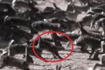 Mang về 24 con vật lạ người đàn ông gây thảm họa kinh hoàng