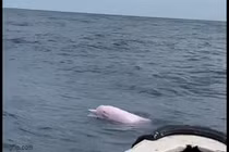 Video: Cá heo hồng nhảy múa ngoài khơi Trung Quốc