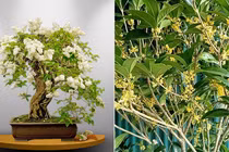 Loại cây hợp cả 5 mệnh, nhà giàu đua nhau trồng