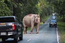 Video: Voi rừng cản trở giao thông trên đường nông thôn ở Thái Lan