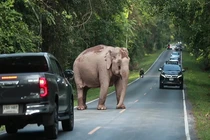 Video: Voi rừng cản trở giao thông trên đường nông thôn ở Thái Lan