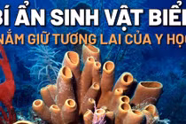 Sinh vật biển lâu đời nhất hành tinh nắm giữ tương lai y học