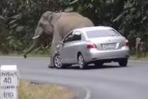 Video: Kinh hoàng cảnh voi rừng “nổi điên” đòi đè bẹp ôtô